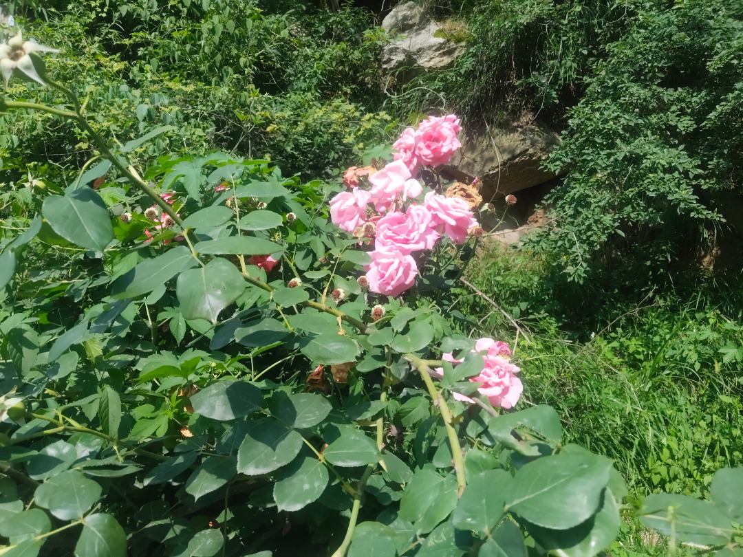 IMG_20260629_155743.jpg